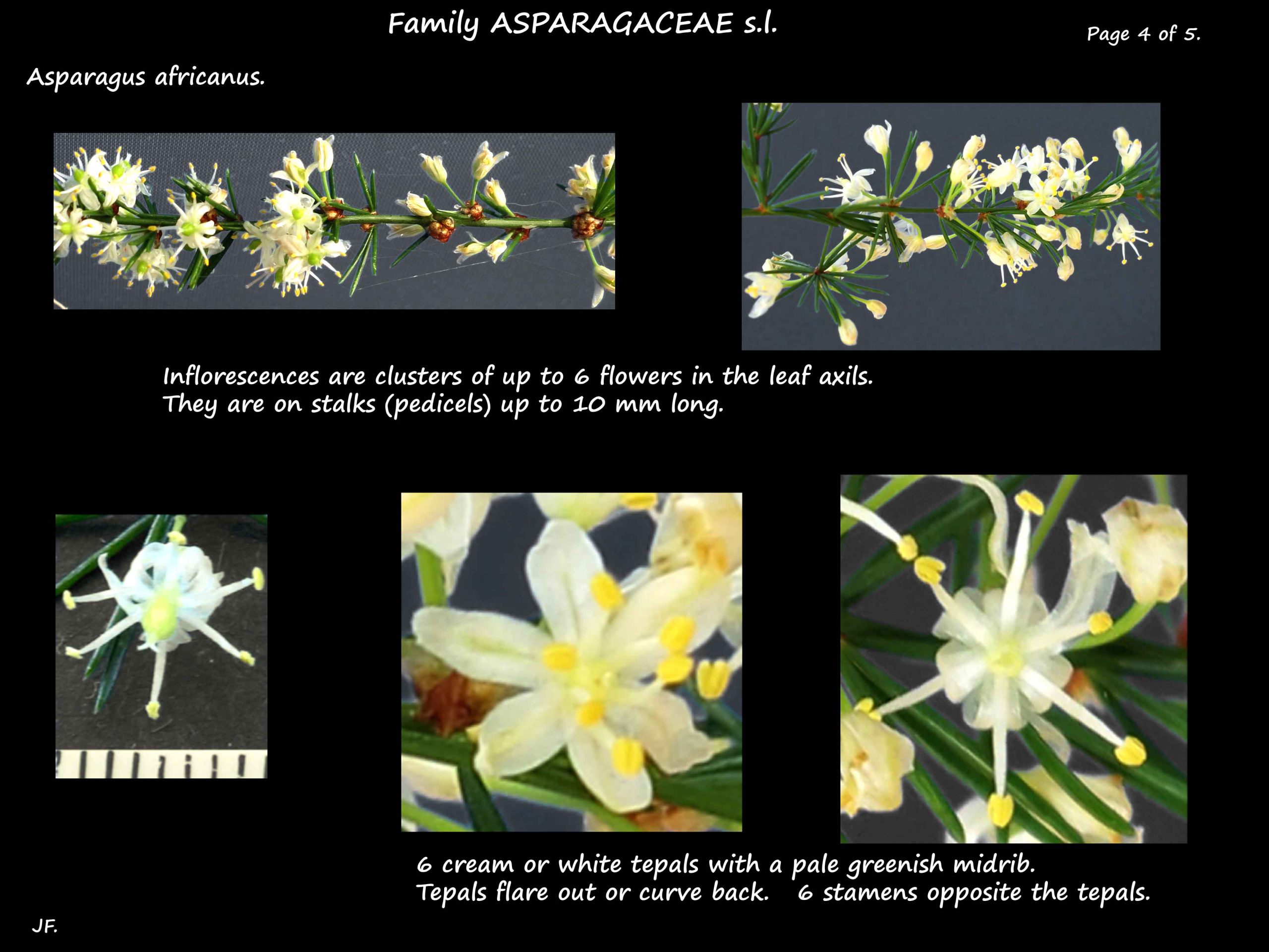 4 Asparagus africanus flowers